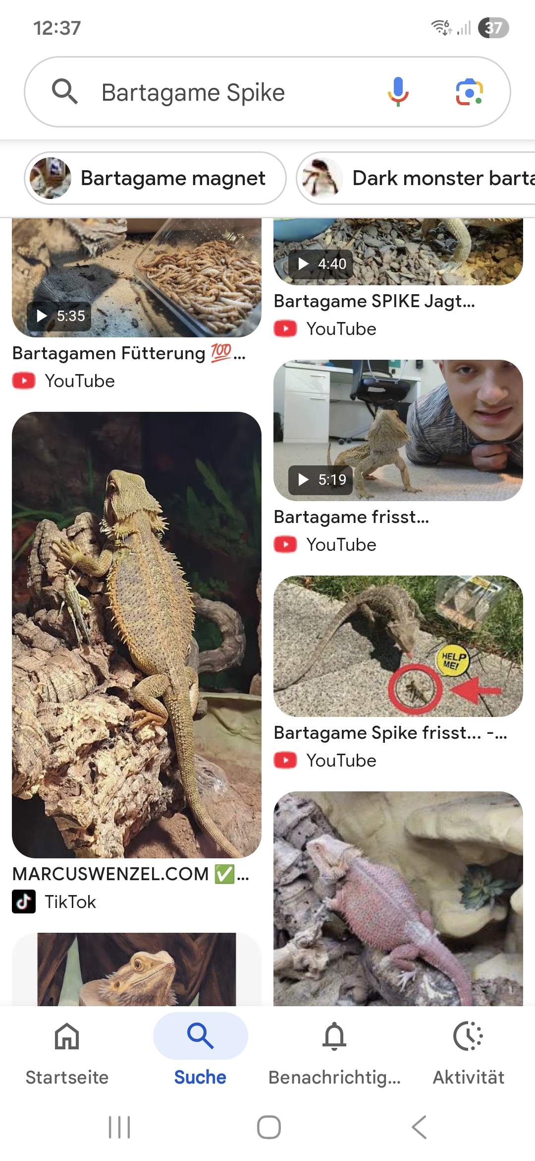 BARTAGAME Spike – vom Terrarium direkt ins Internet