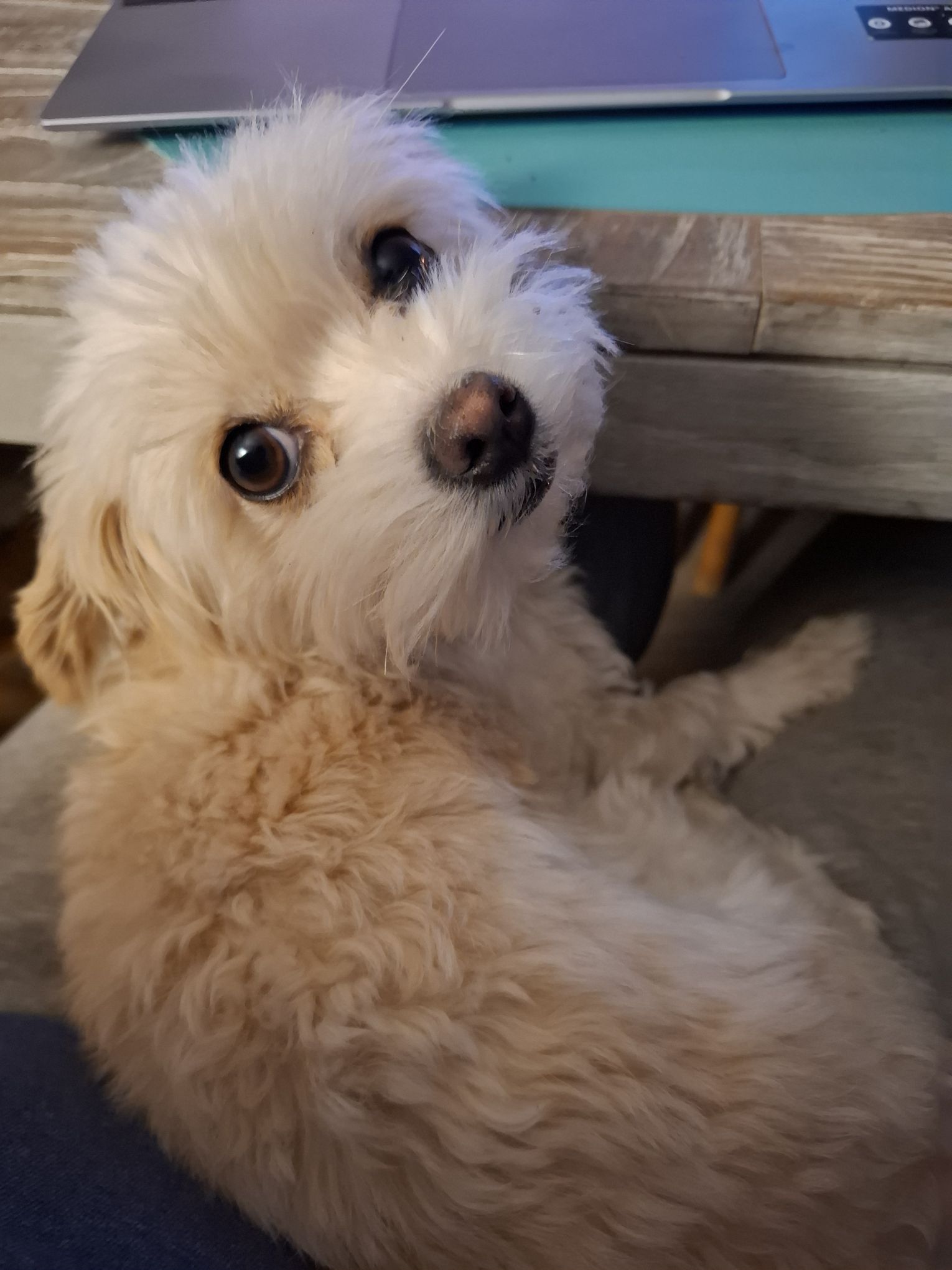 Warum Mojito einfach die süßeste Hündin der Welt ist